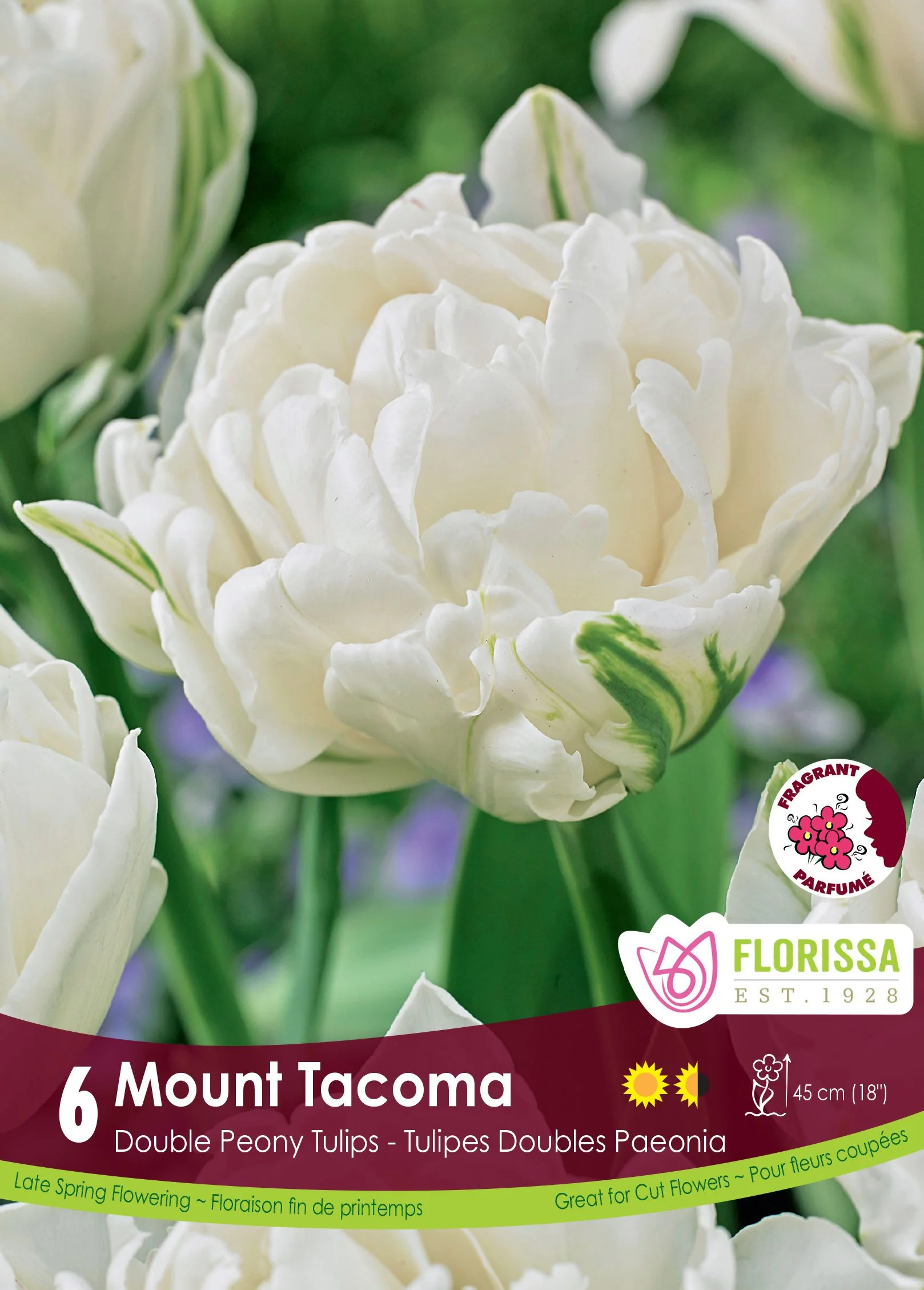 Tulipe Mount Tacoma