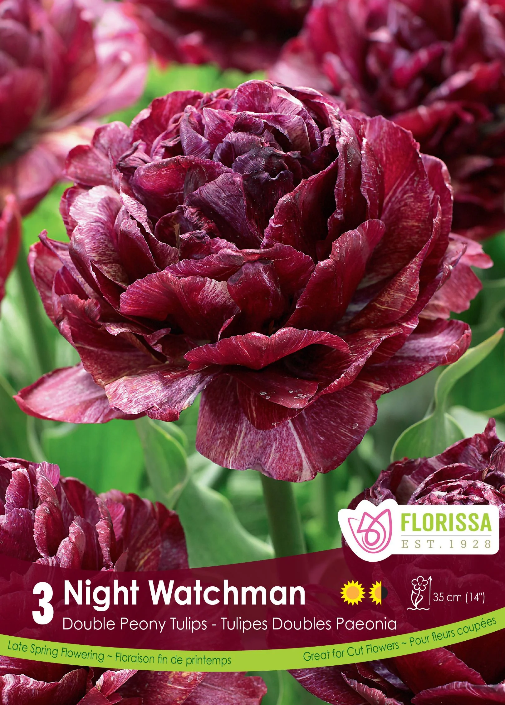 Tulipe Nightwatchman