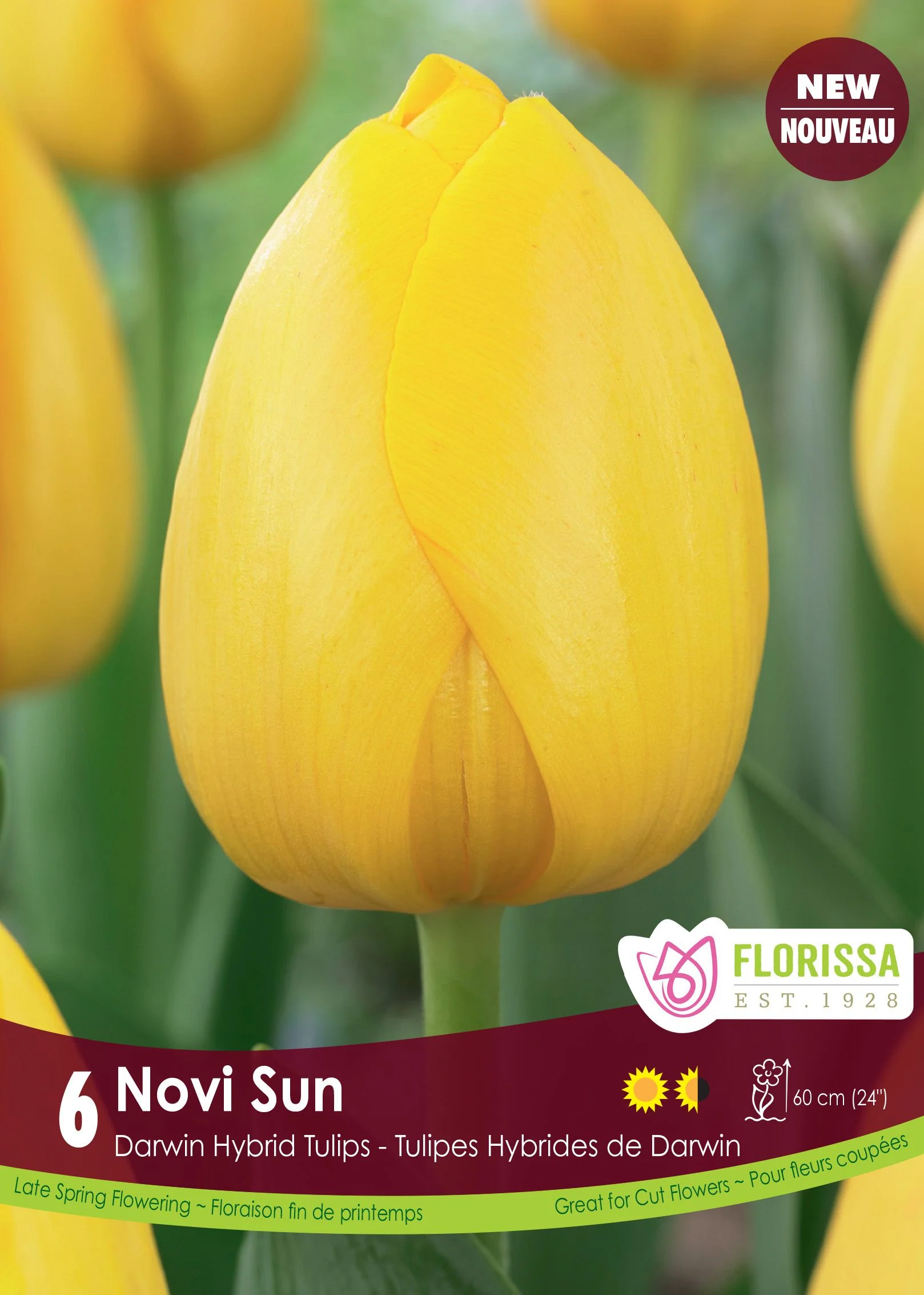 Tulipe Novi Sun