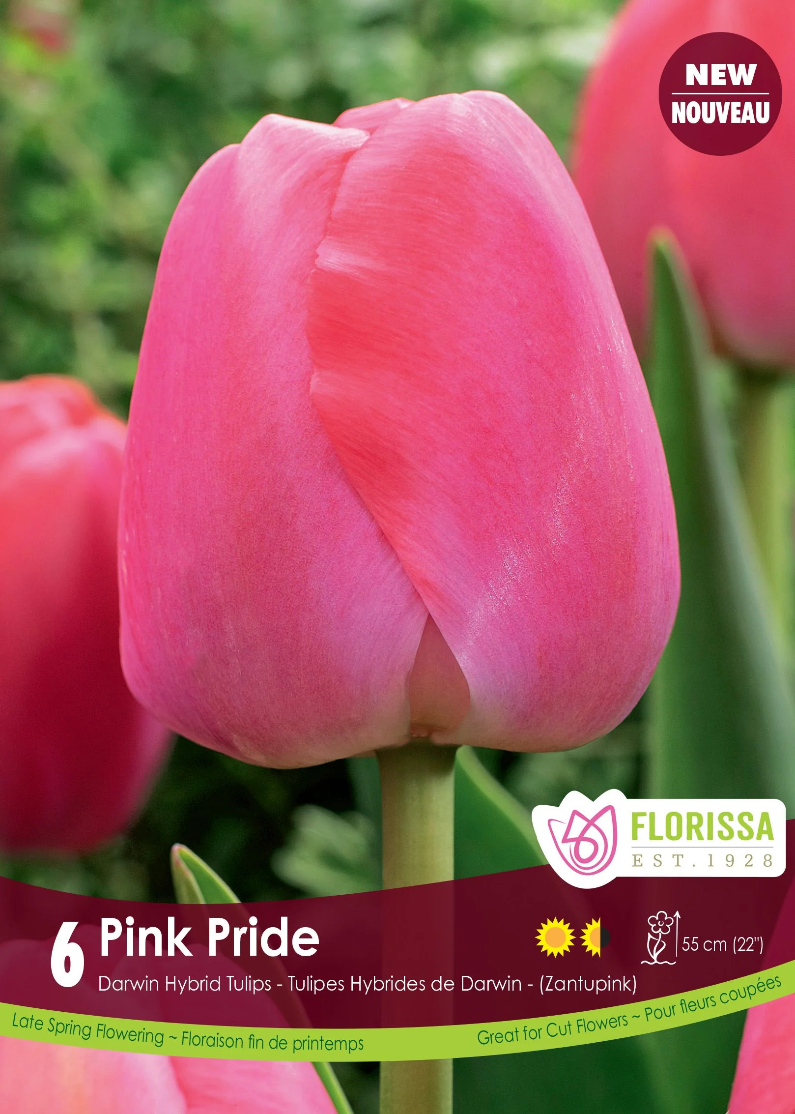 Tulipe Pink Pride