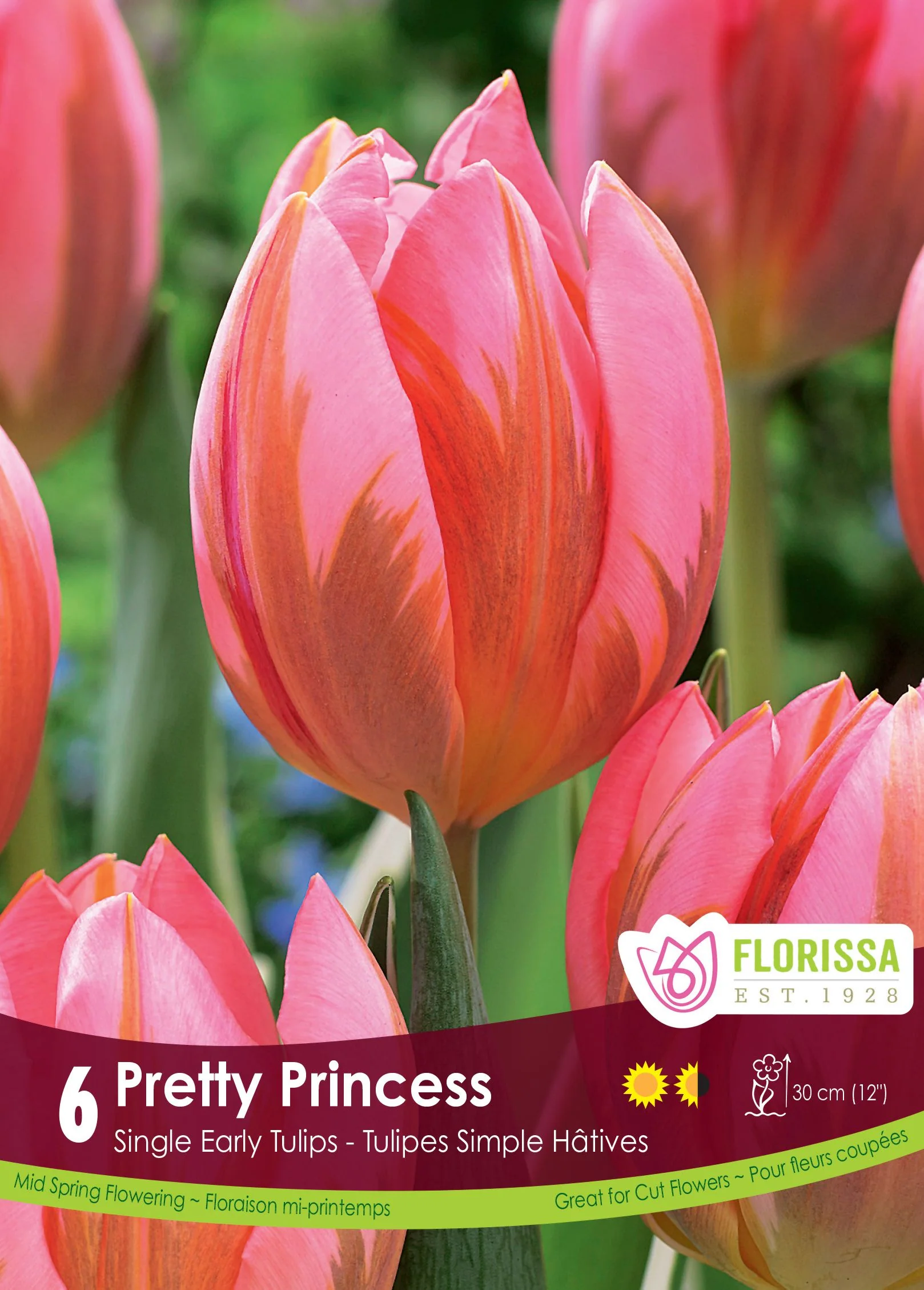 Tulipe Pretty Princess