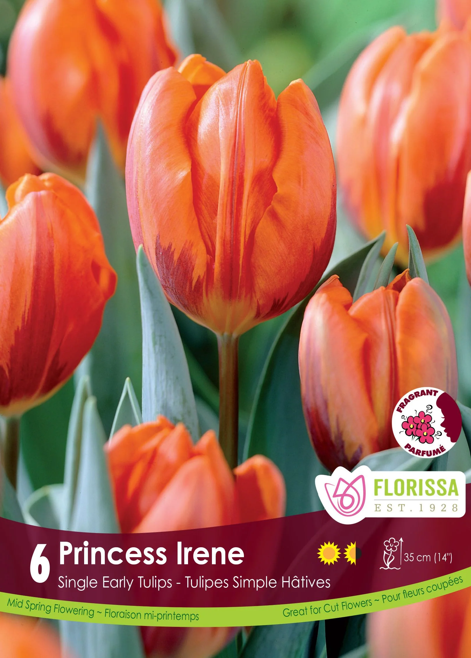 Tulipe Princess Irene