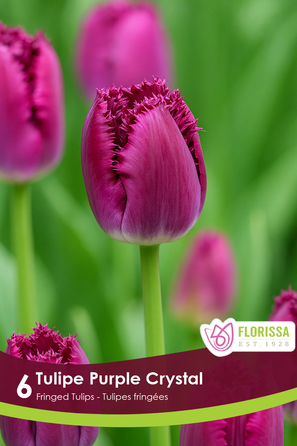 Tulipe Purple Crystal