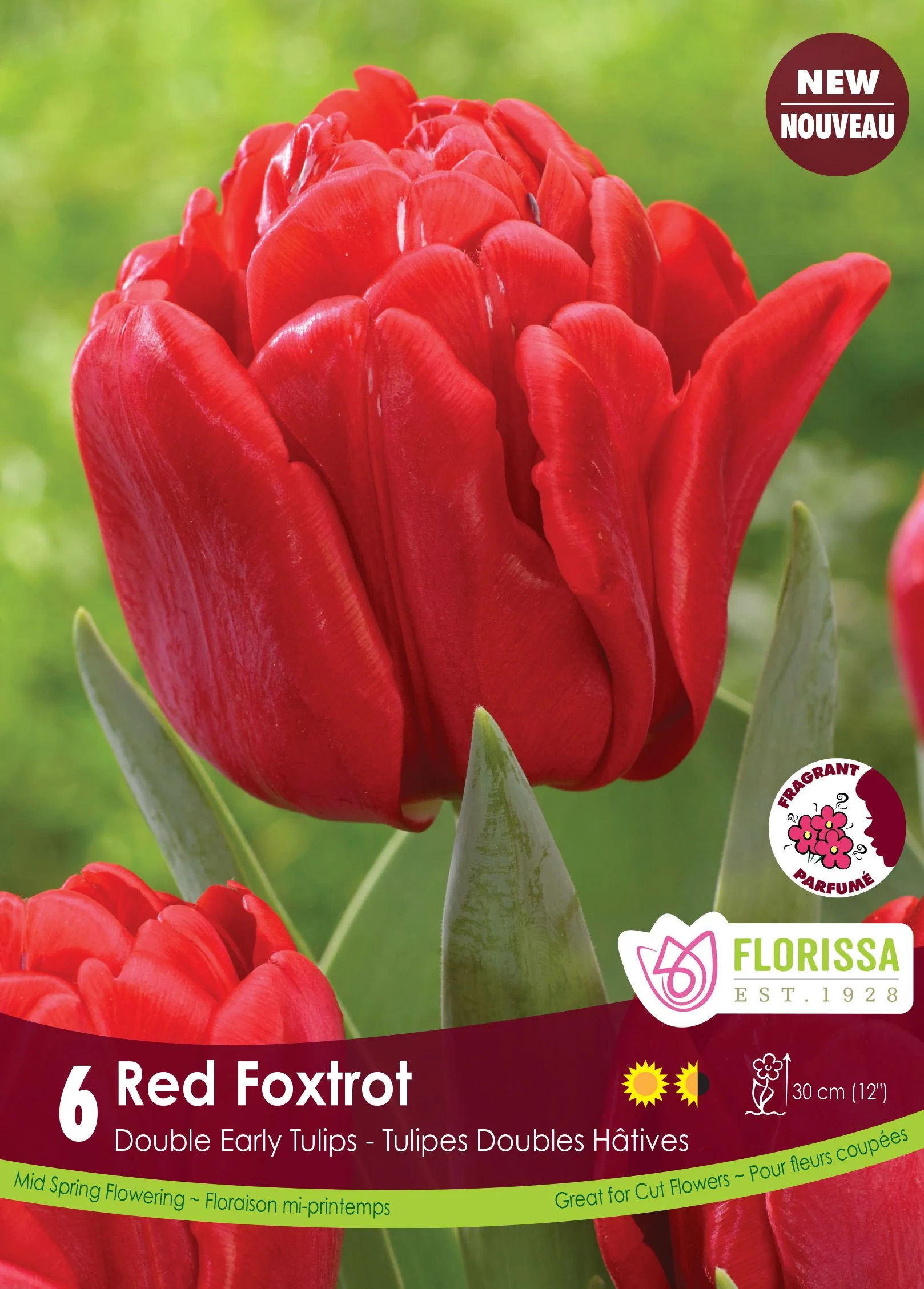 Tulipe Red Foxtrot