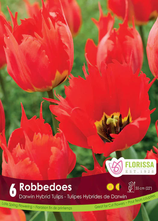 Tulipe 'Robbedoes'