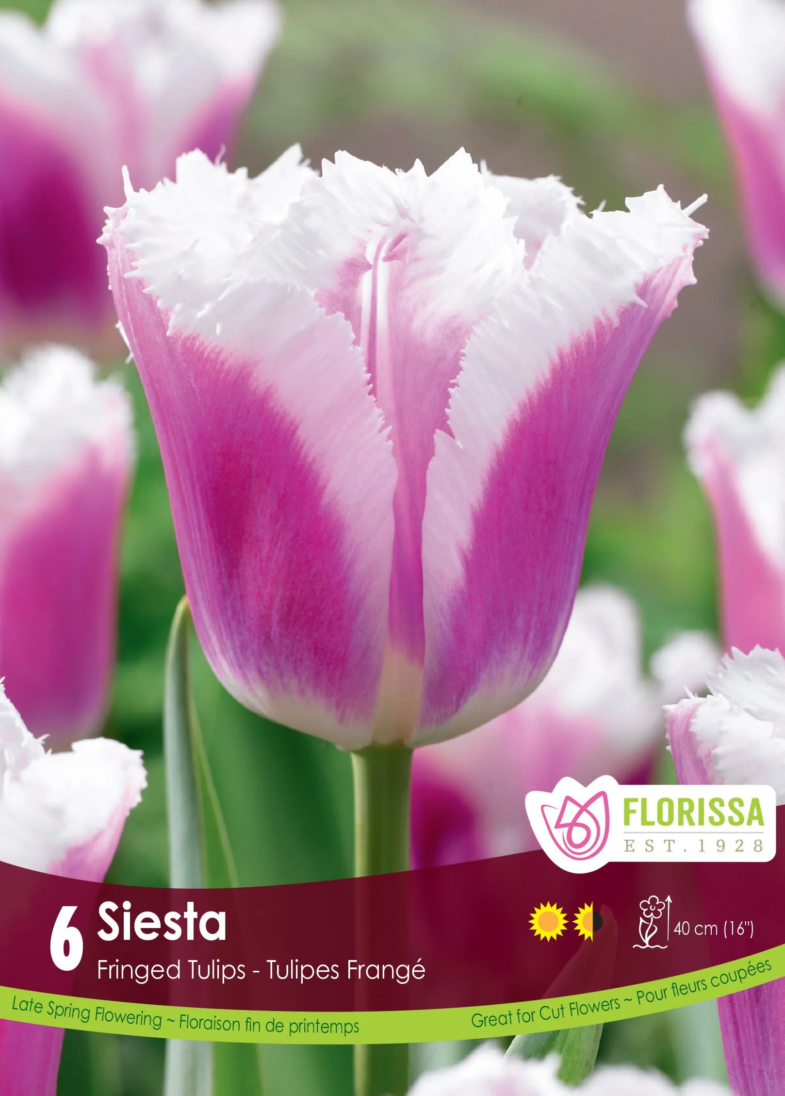 Tulipe Siesta