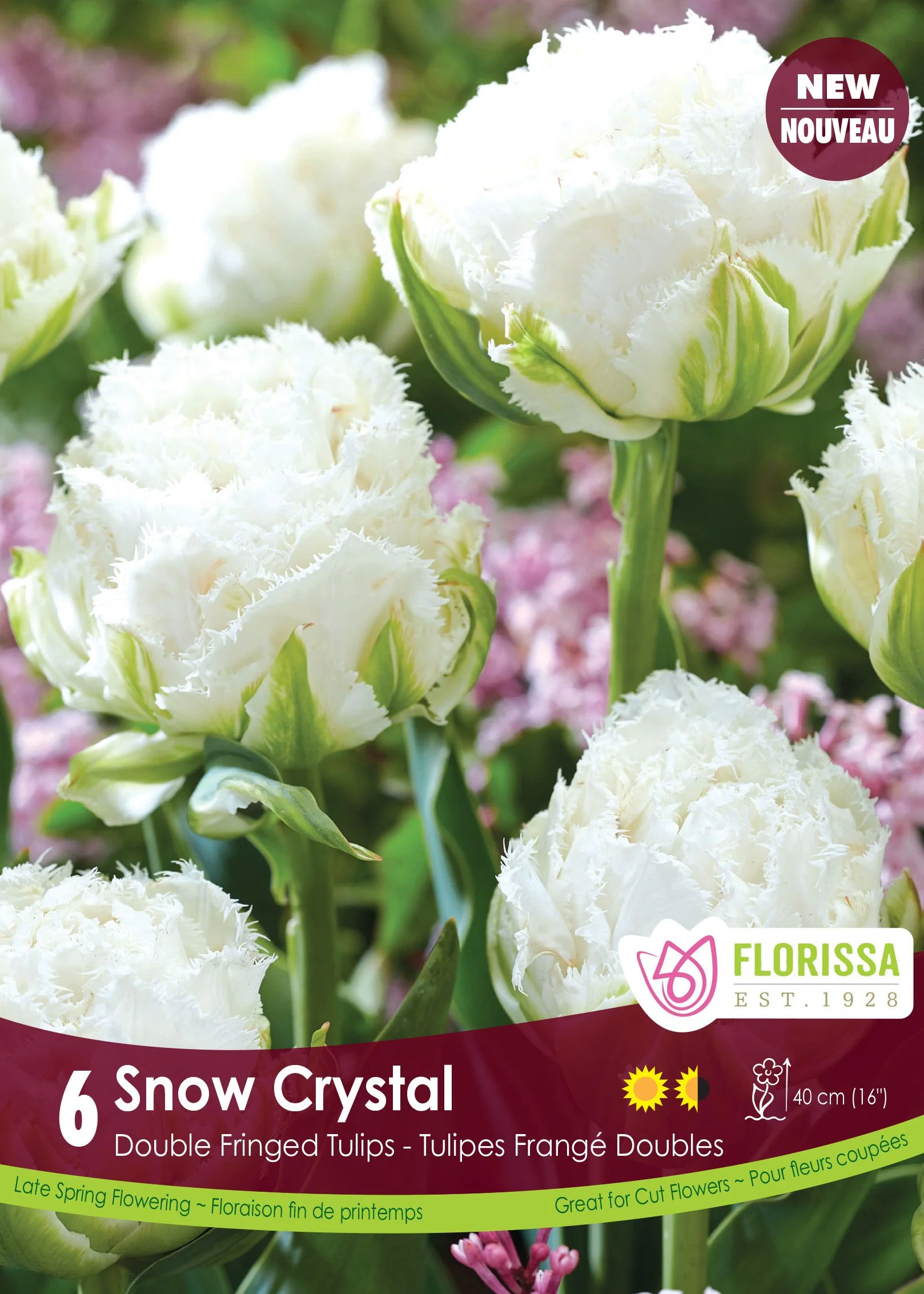 Tulipe Snow Crystal