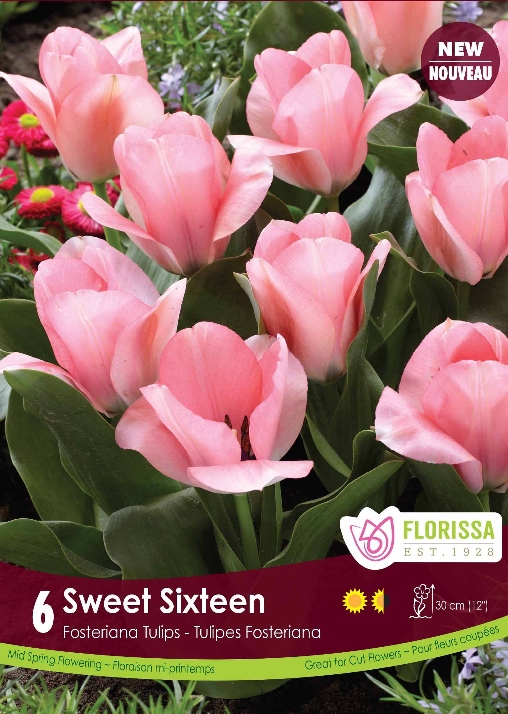 Tulipe Sweet Sixteen