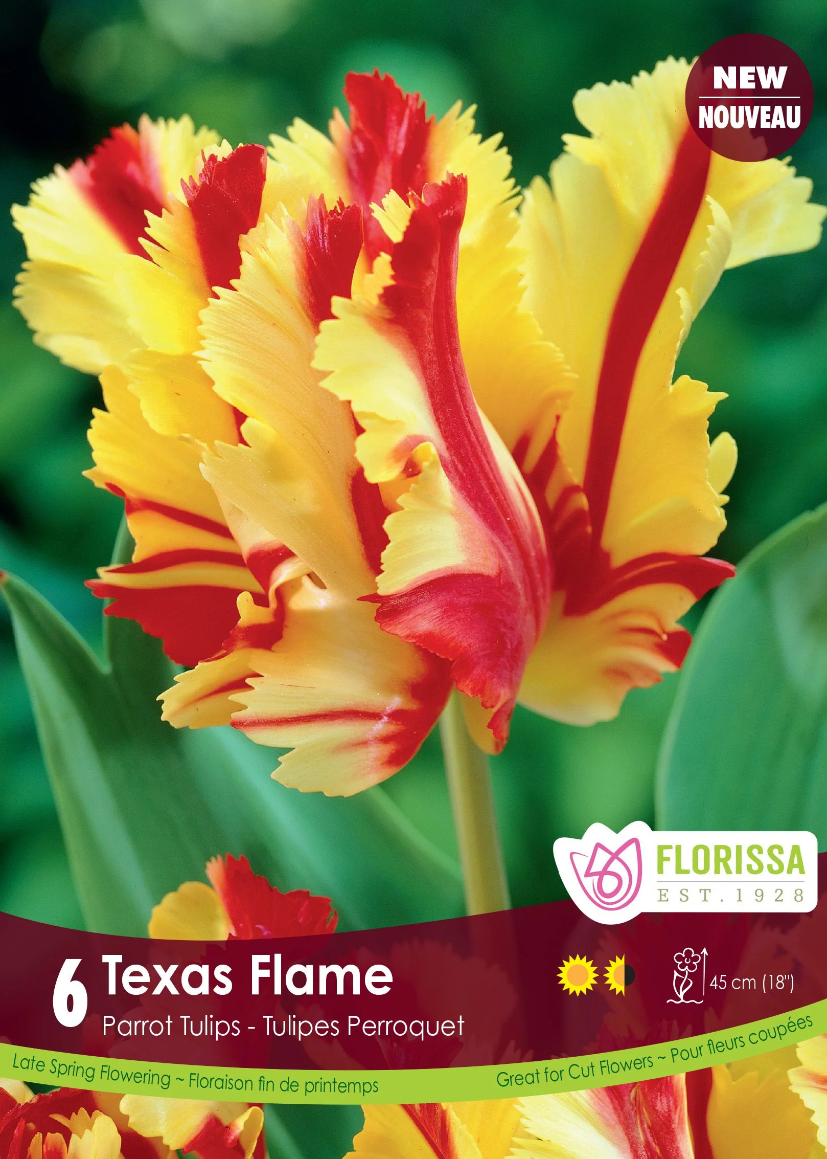 Tulipe Texas Flame