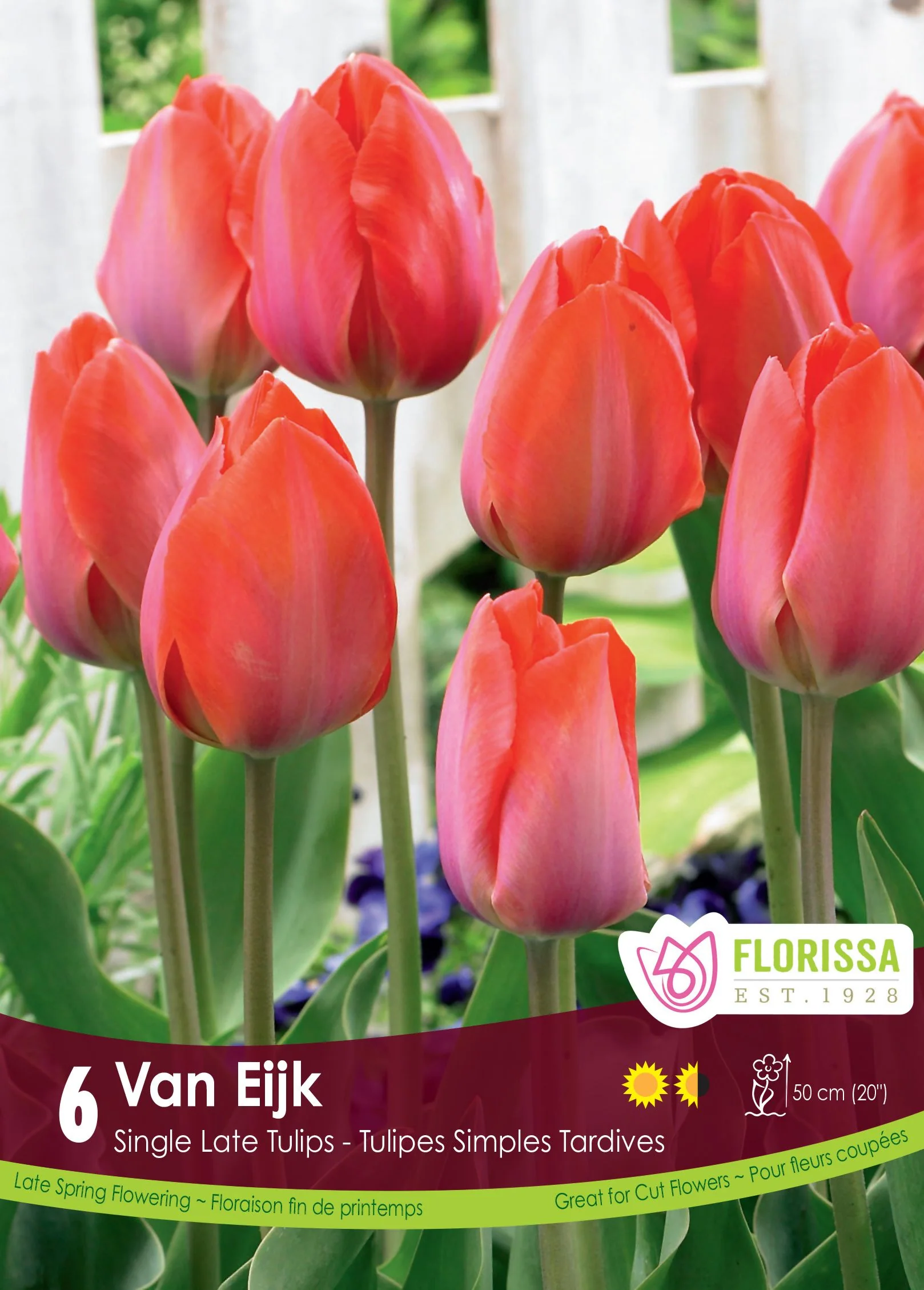 Tulipe Van Eijk