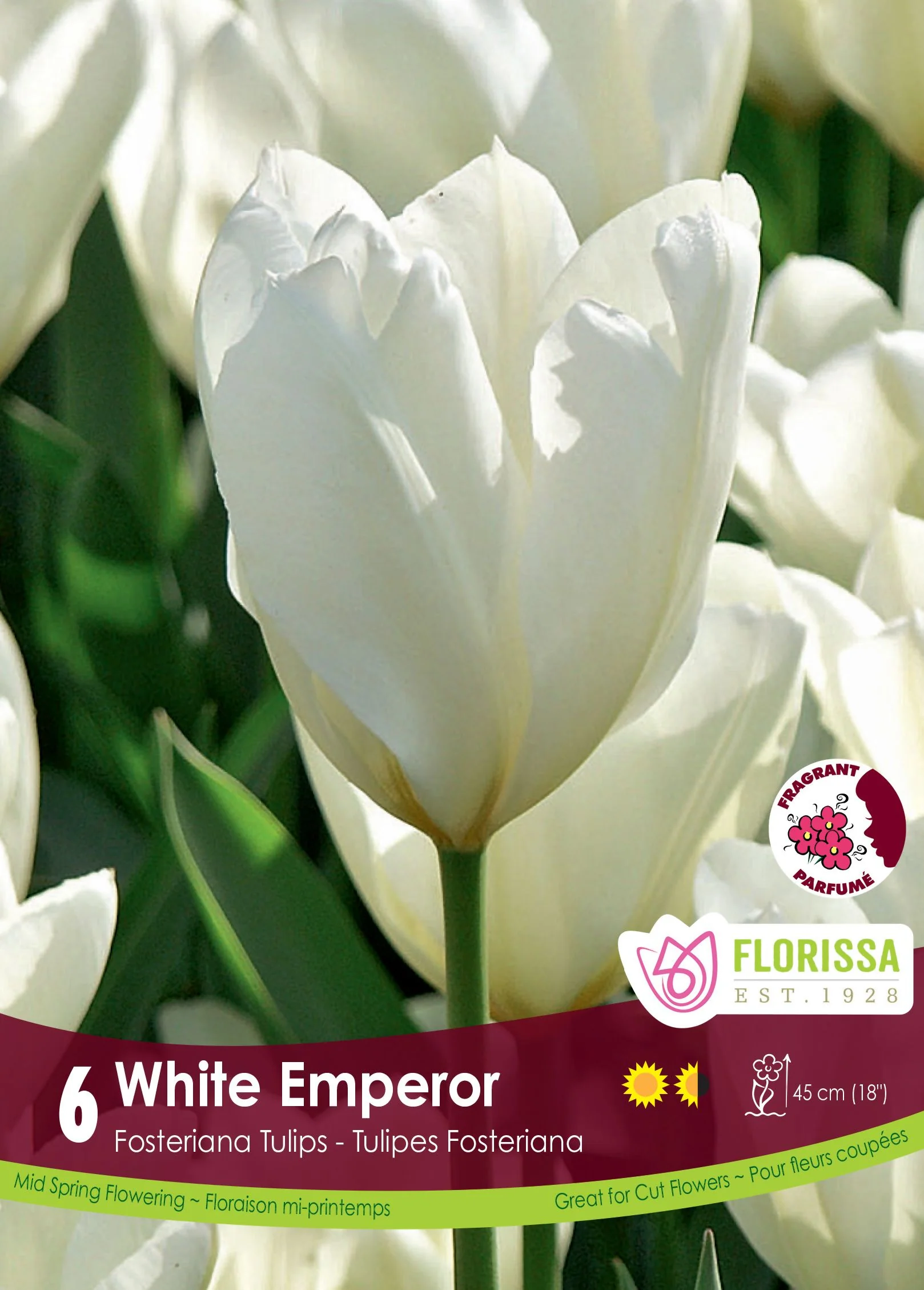 Tulipe White Emperor
