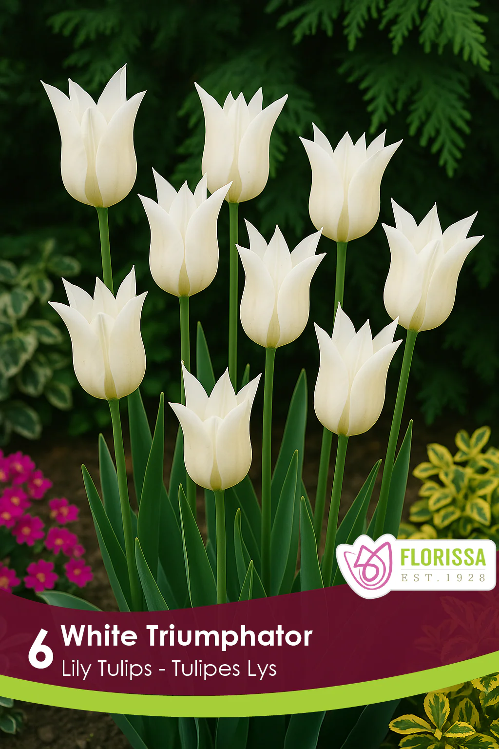 Tulipe White Triumphator
