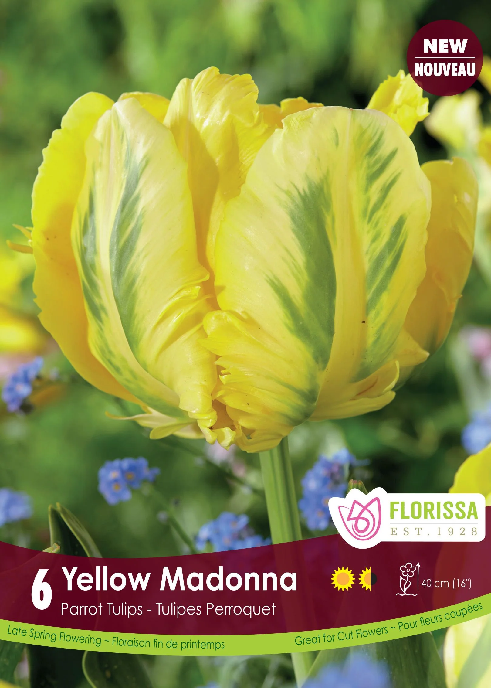 Tulipe Yellow Madonna