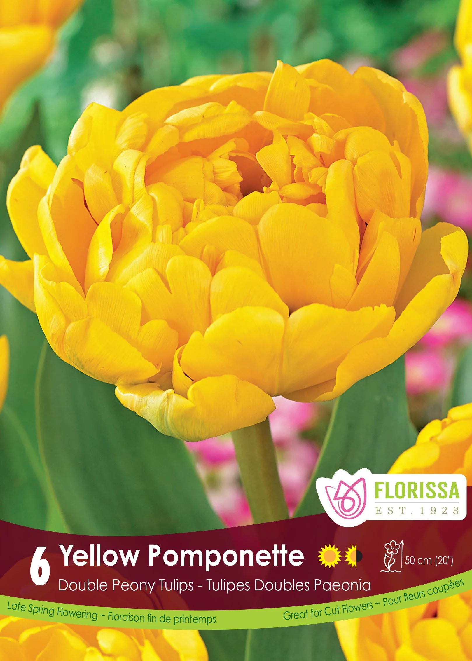 Tulipe Yellow Pomponette