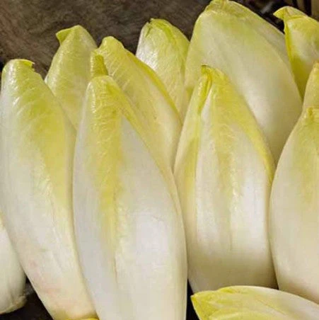 Endive de Bruxelles (Belgian)