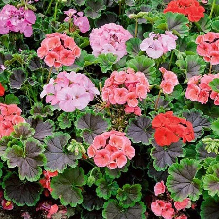 Géranium en mélange