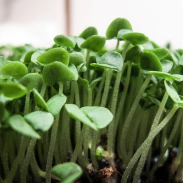 Micropousse de basilic