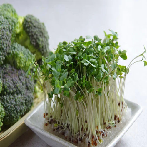 Micropousse de brocoli