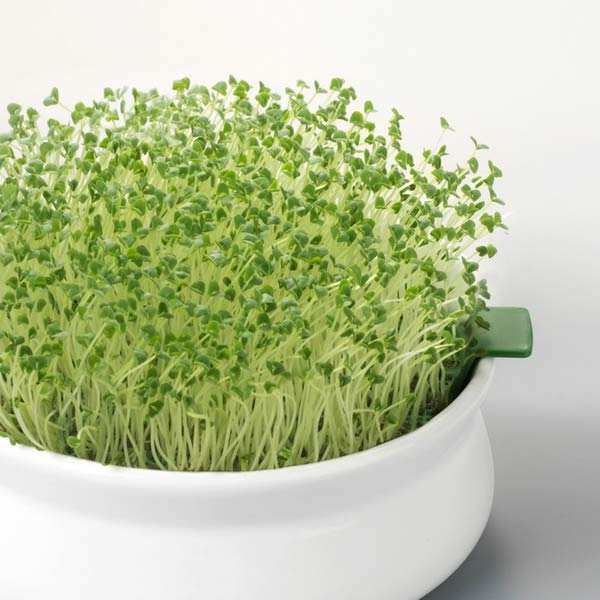 Micropousse de chia