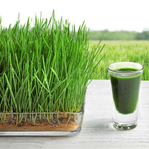 Micropousse d'herbe de blé