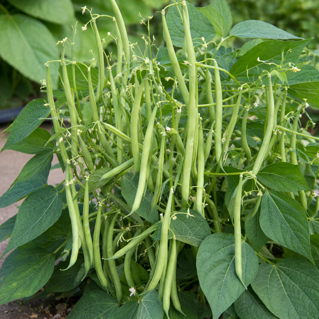 Haricot nain 'Mascotte vert'