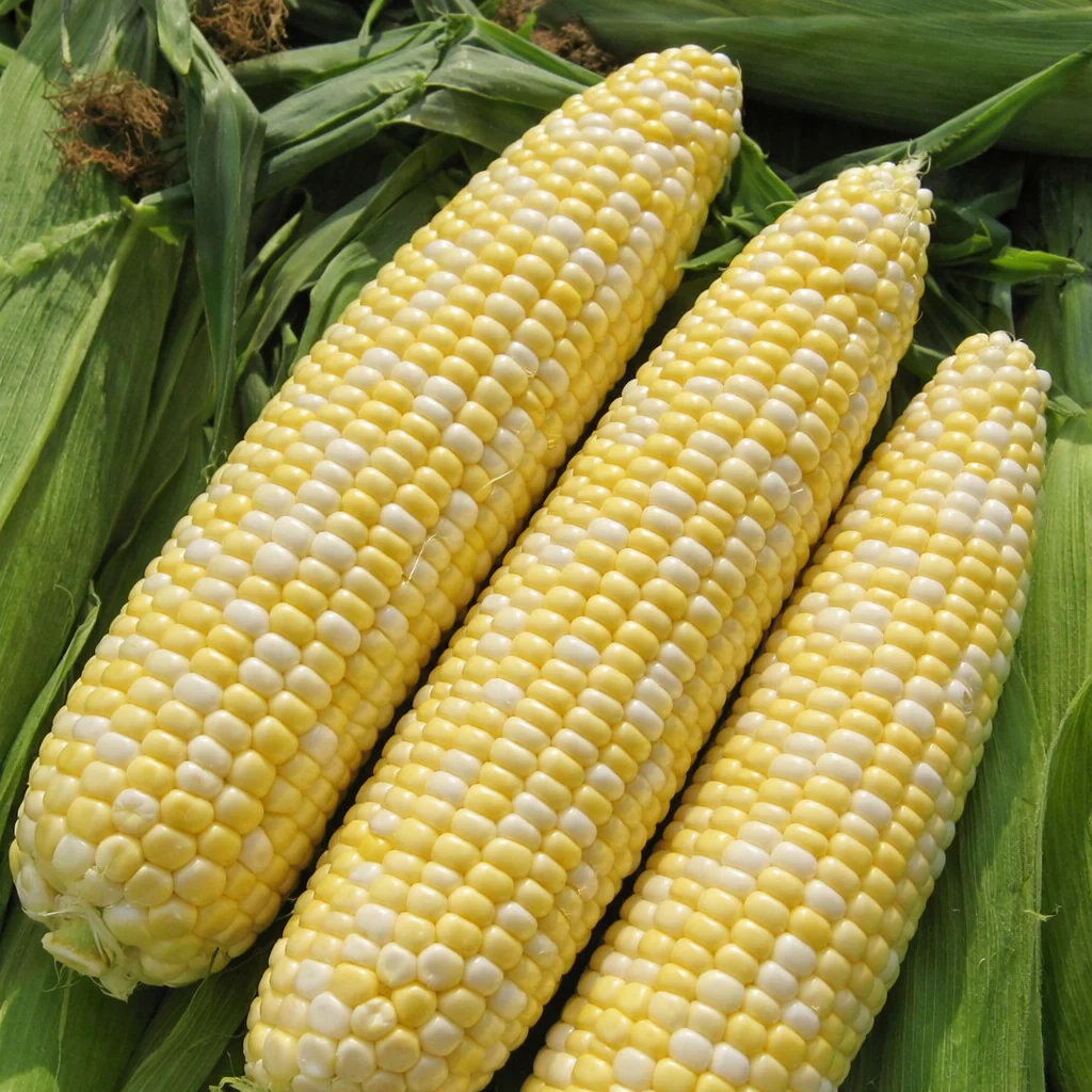 MaĂŻs 'Allure Bicolore' bio
