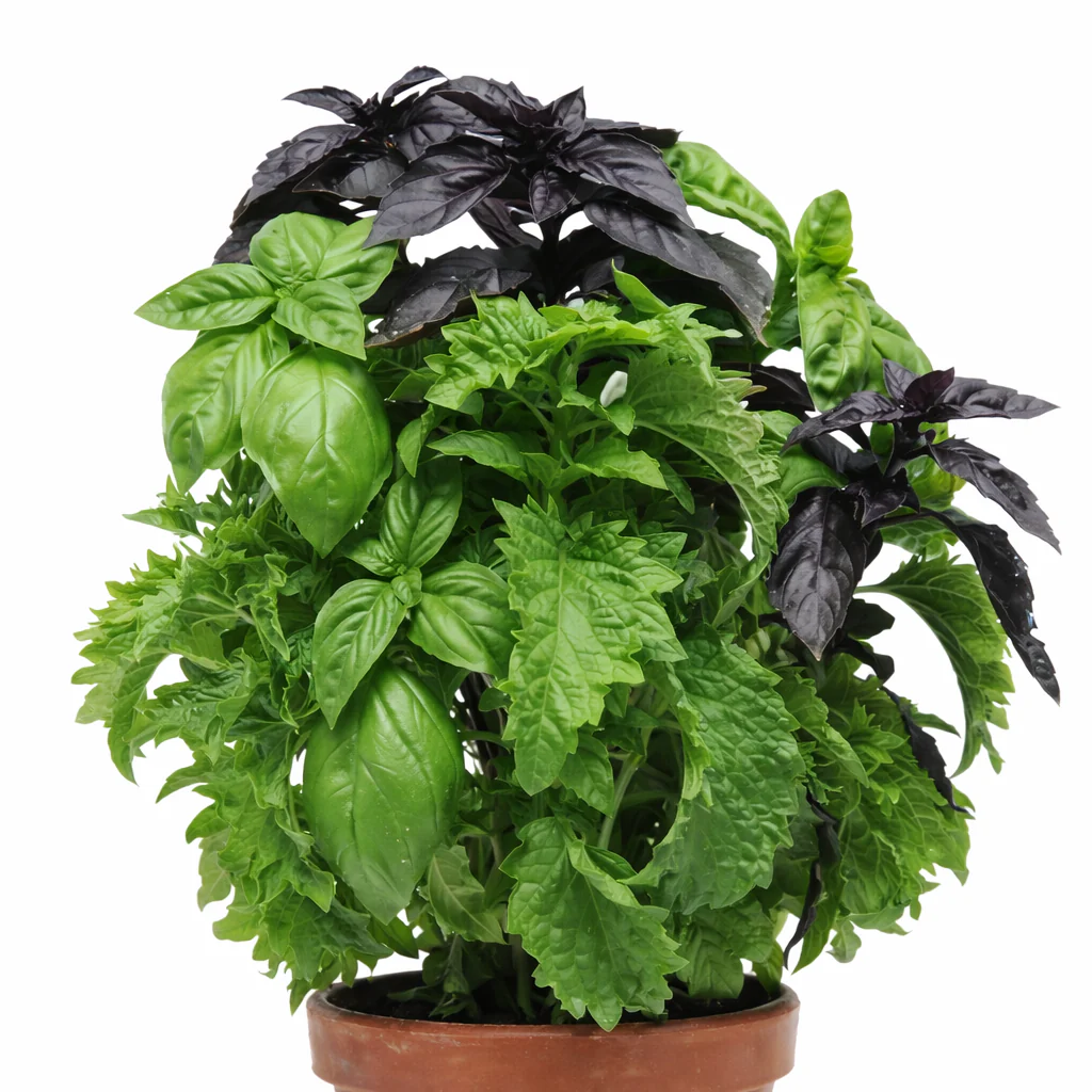 Basilic 'SimplyHerbs Try Basil'