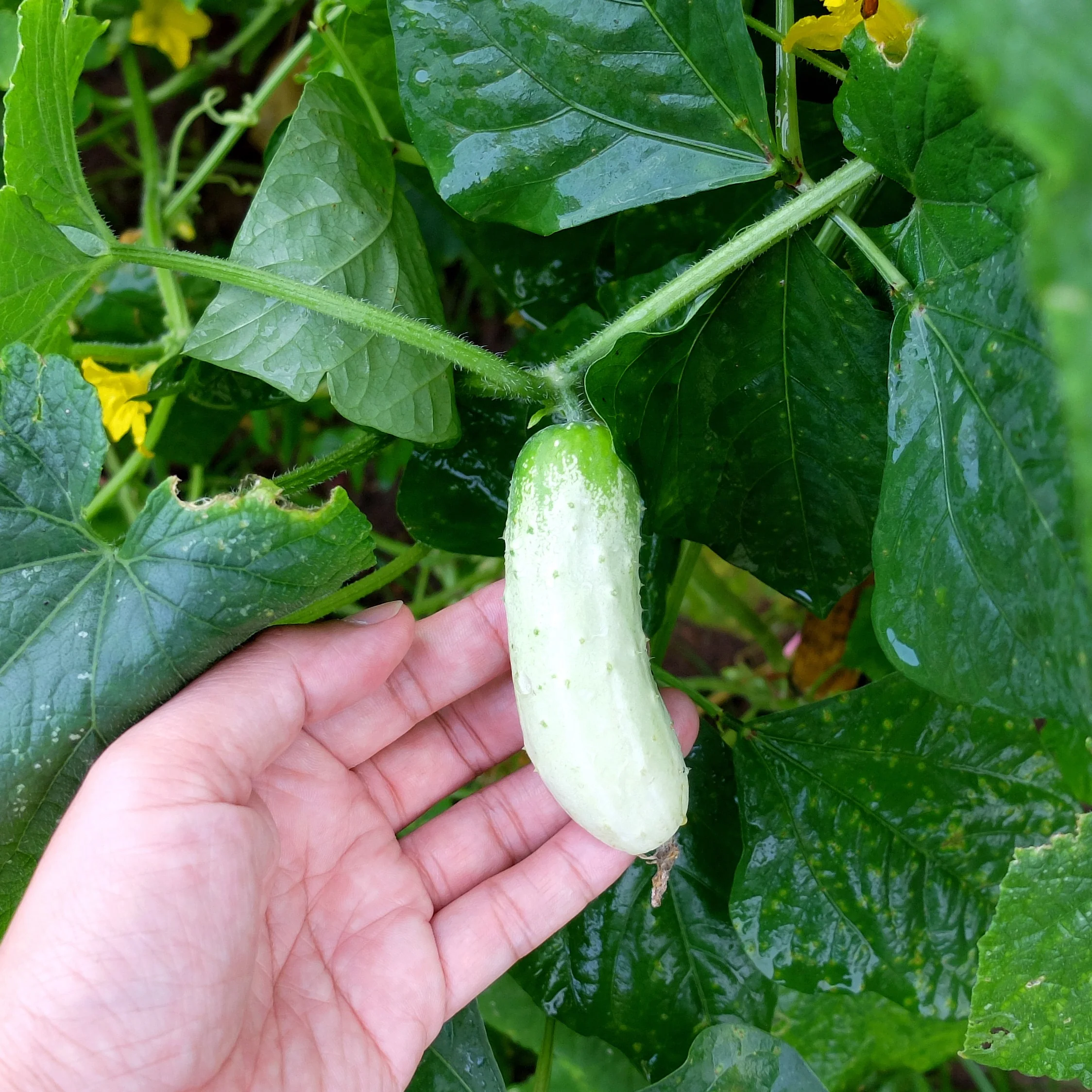 Concombre Ă cornichon 'Salt and Pepper'