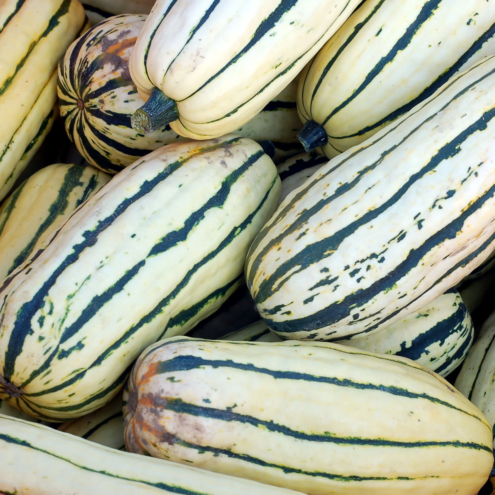Courge 'Bush Delicata'