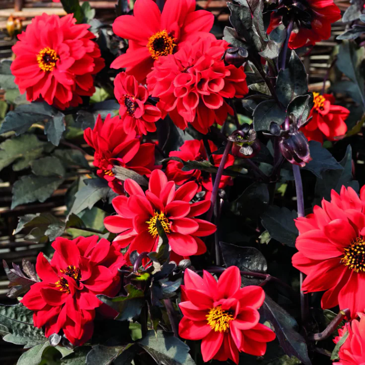 Dahlia 'Black Forestâą Ruby'