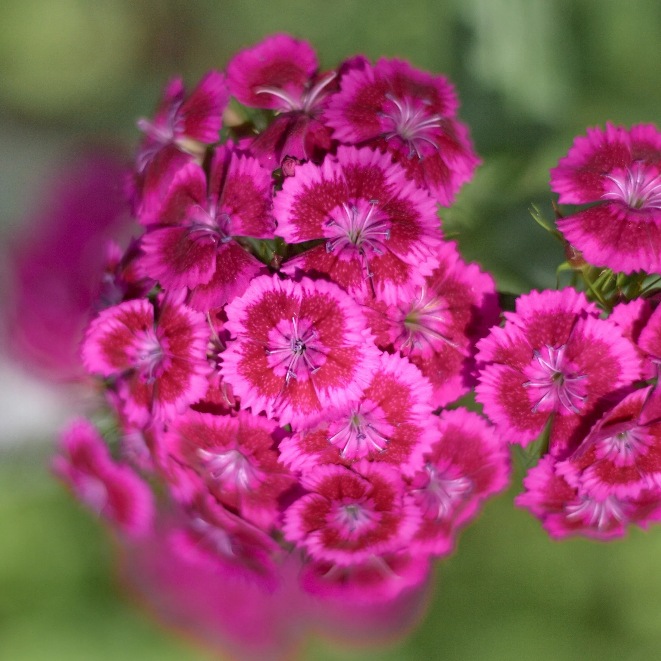 Dianthus Joltâą Pink F1