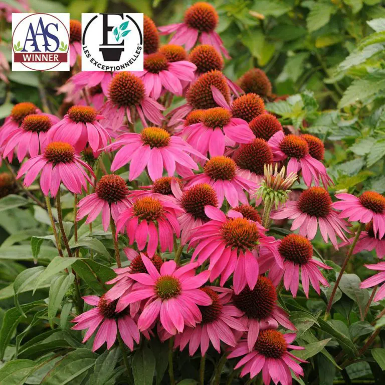 Échinacée 'PowWow® Wild Berry' - Image 2