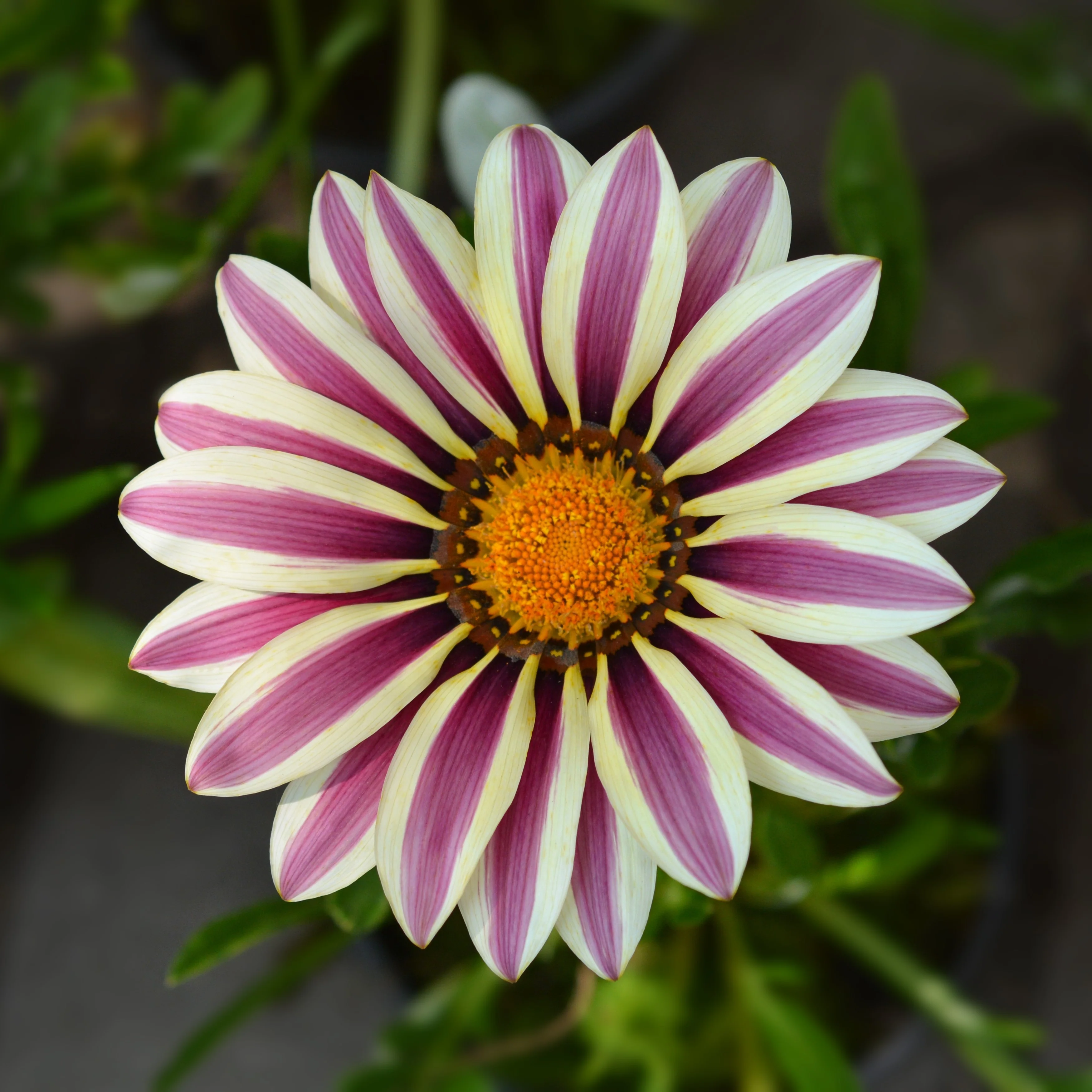Gazania Big Kissâą White Flame F1