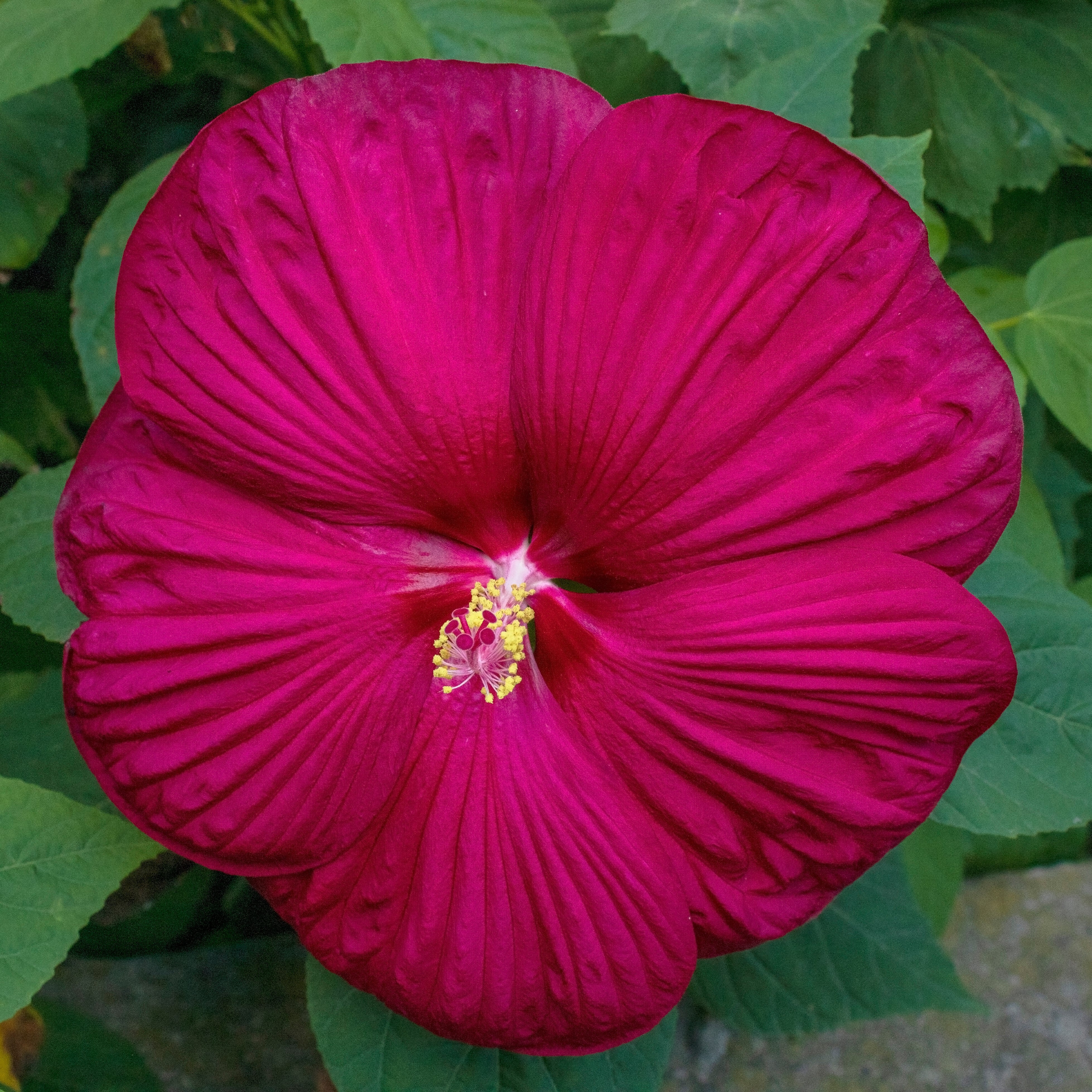 Hibiscus Luna™ Red F1