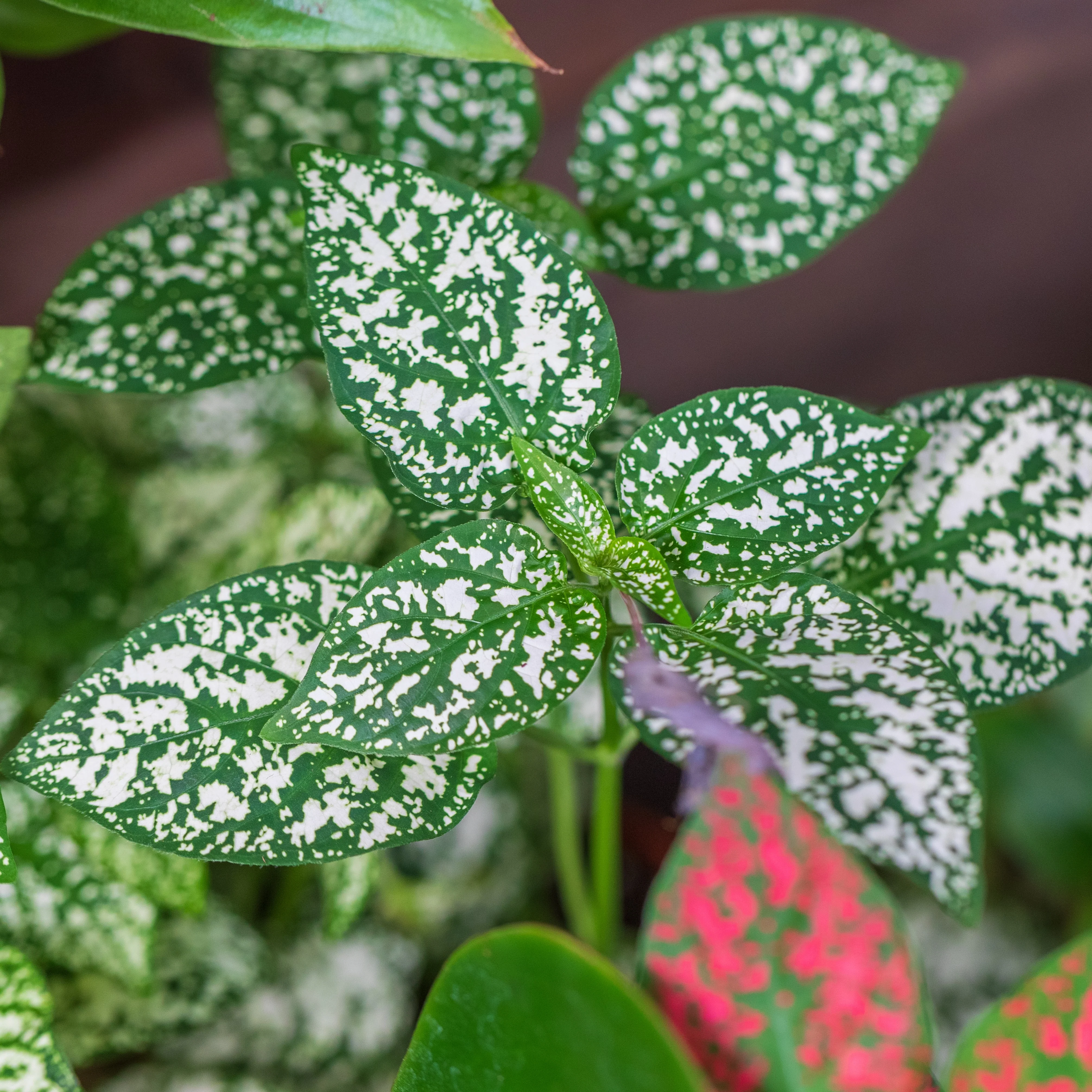 Hypoestes Splash Selectâą Blanc