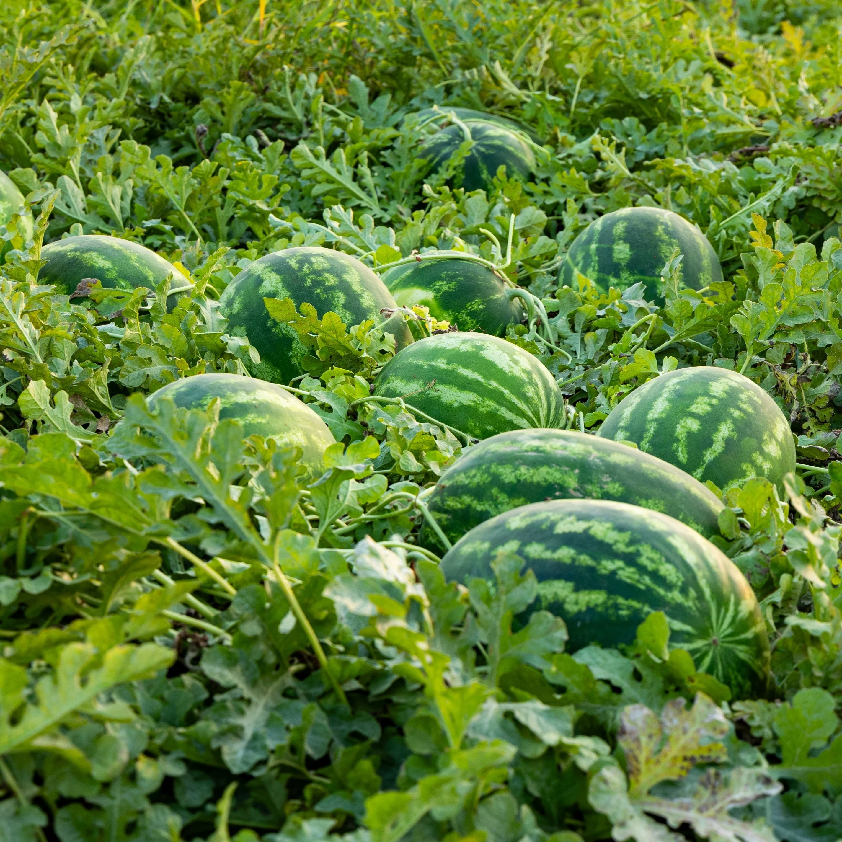 Melon d'eau pollinisateur Ace F1