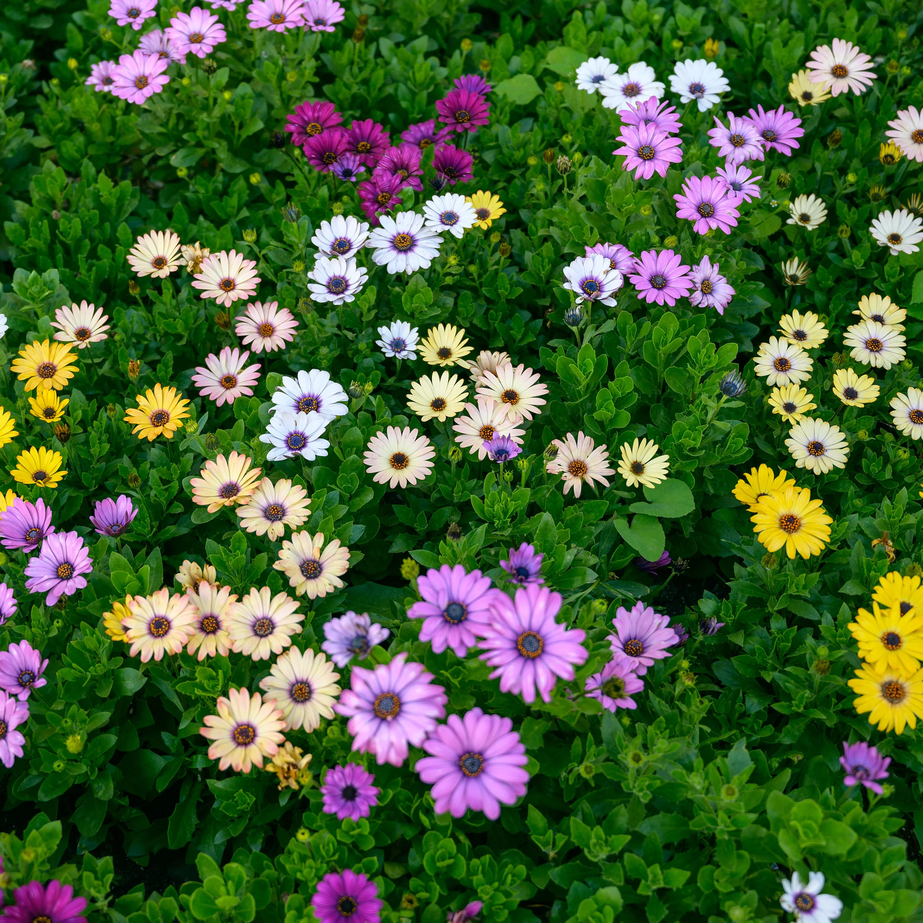 Ostéospermum Akila® Grand Canyon Mélange F1