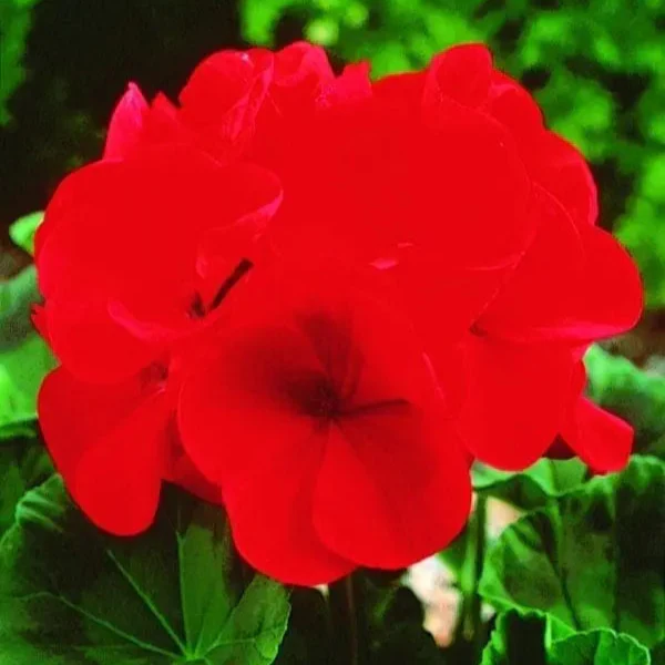 Géranium Maverick⹠Red F1