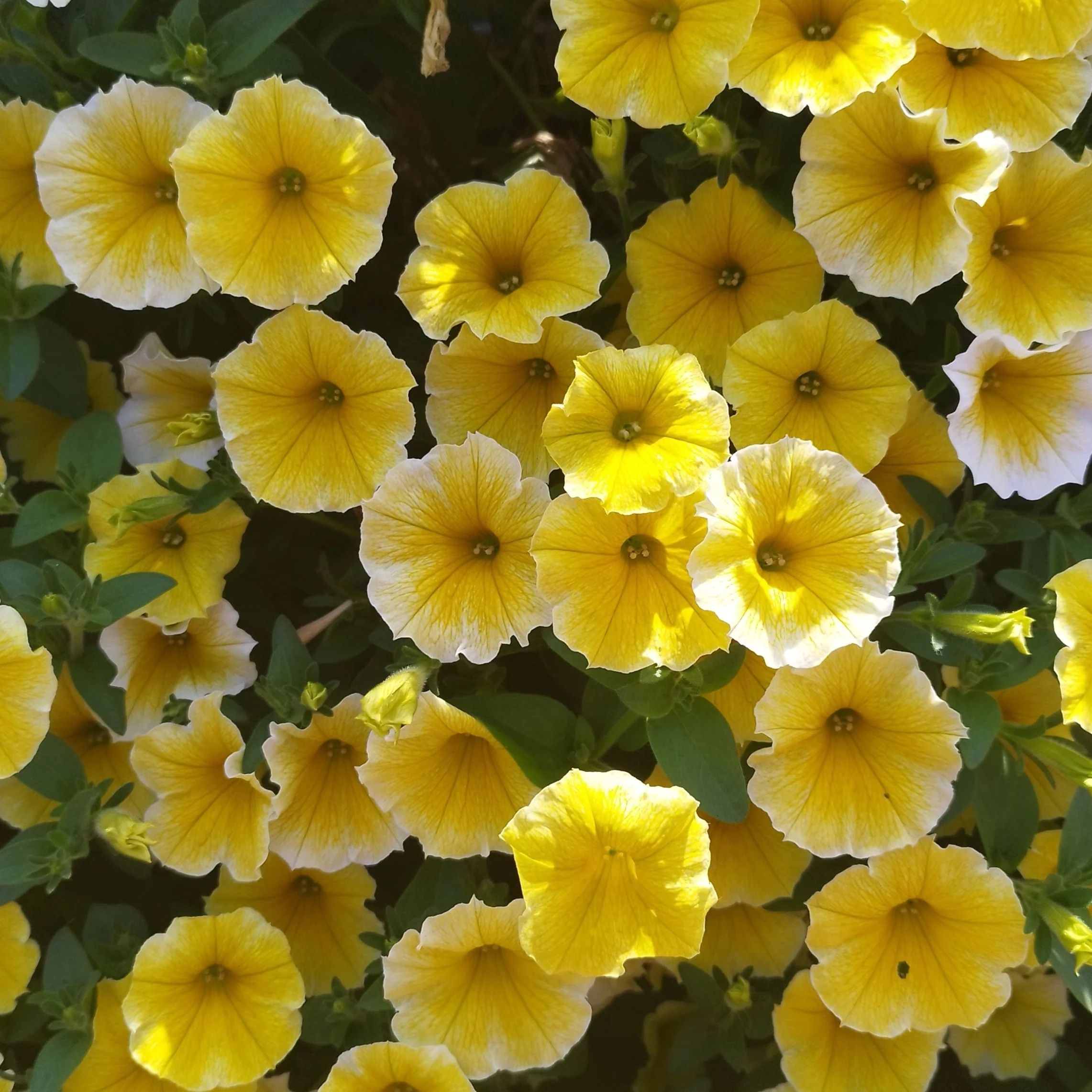 Petchoa Caliburstâą Yellow F1