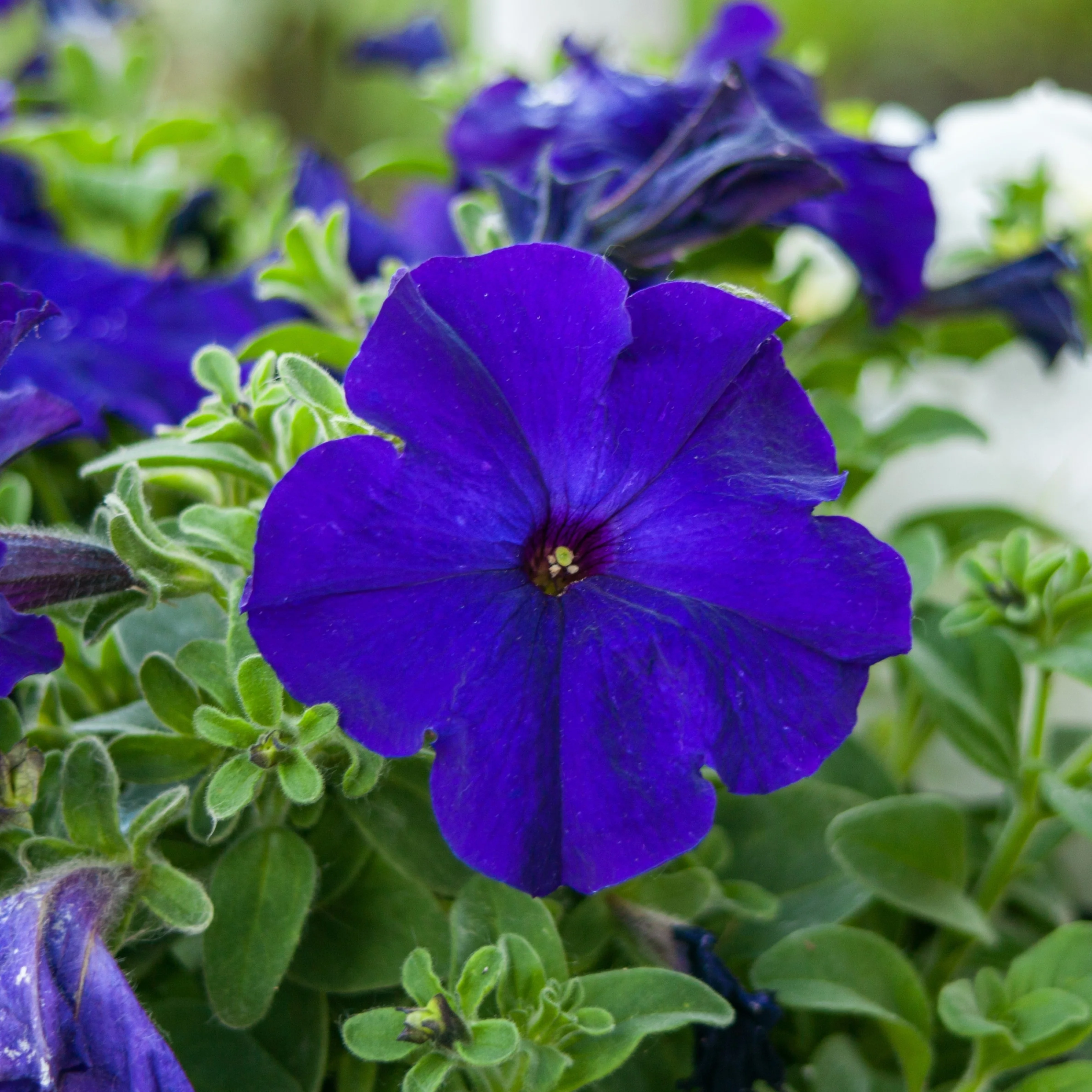 Pétunia Limbo *GP* Blue F1