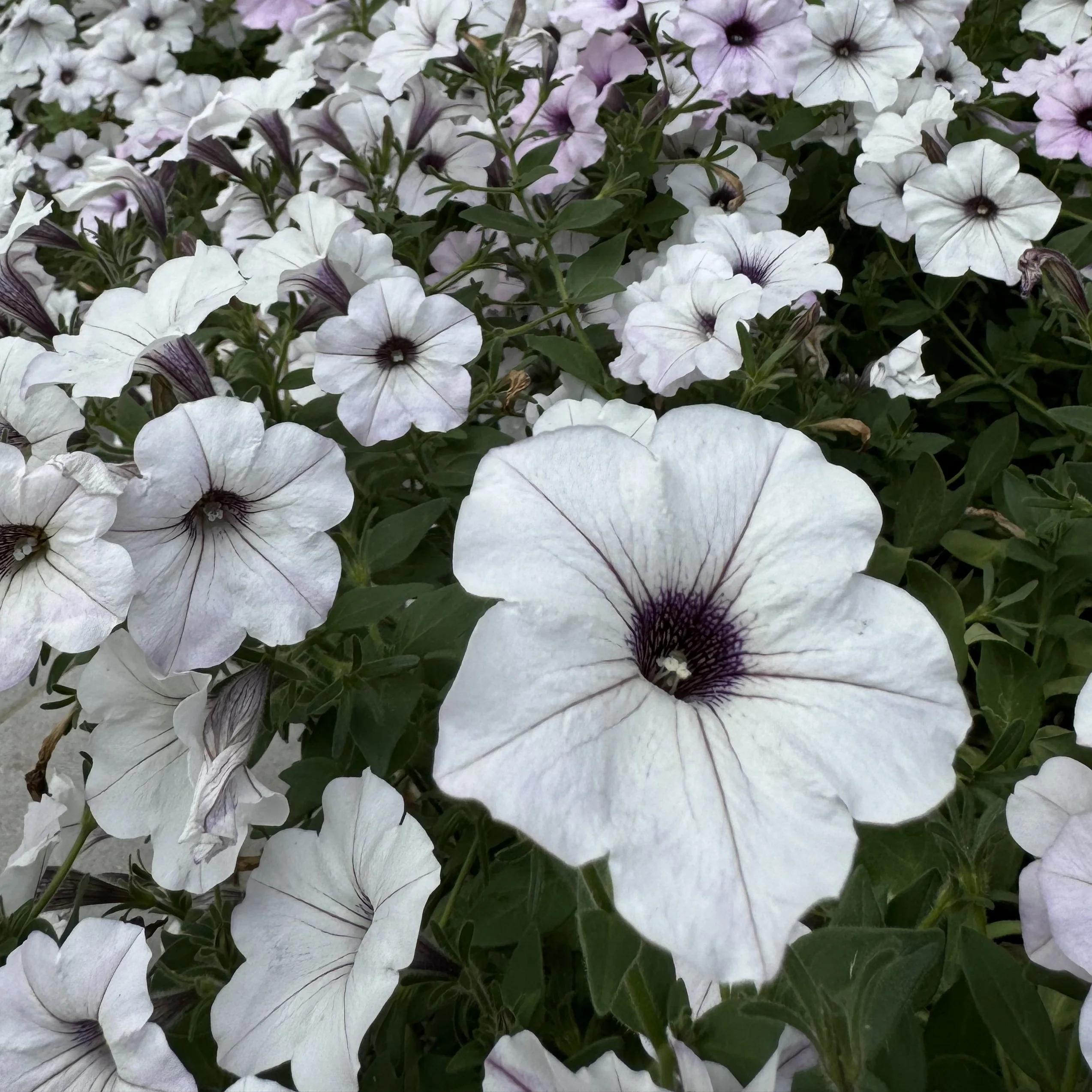 Pétunia Easy Wave® Silver F1
