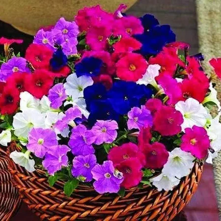 Pétunia Picobella™ Mélange F1