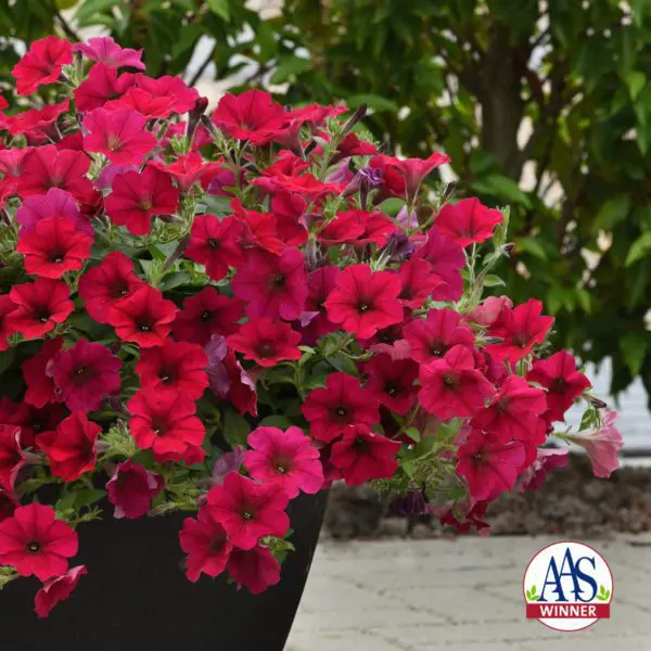 Pétunia WaveŸ Carmine Velour F1