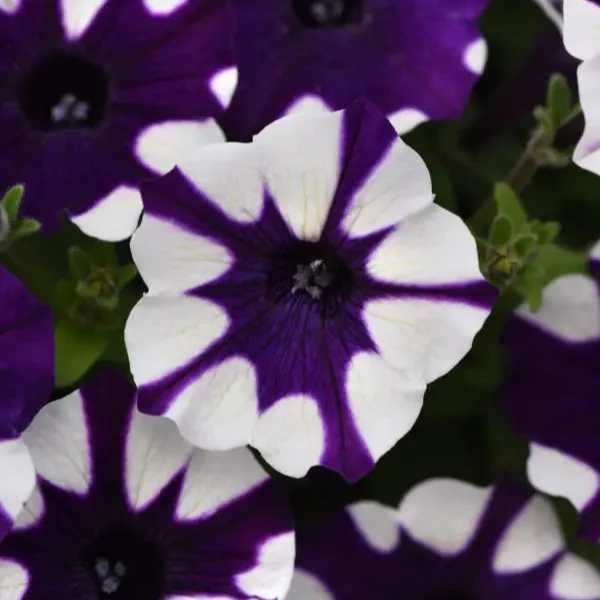 Pétunia Shock Wave® Purple Tie Dye F1
