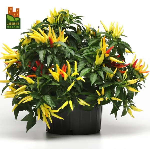 Piment fort patio 'Chili' F1
