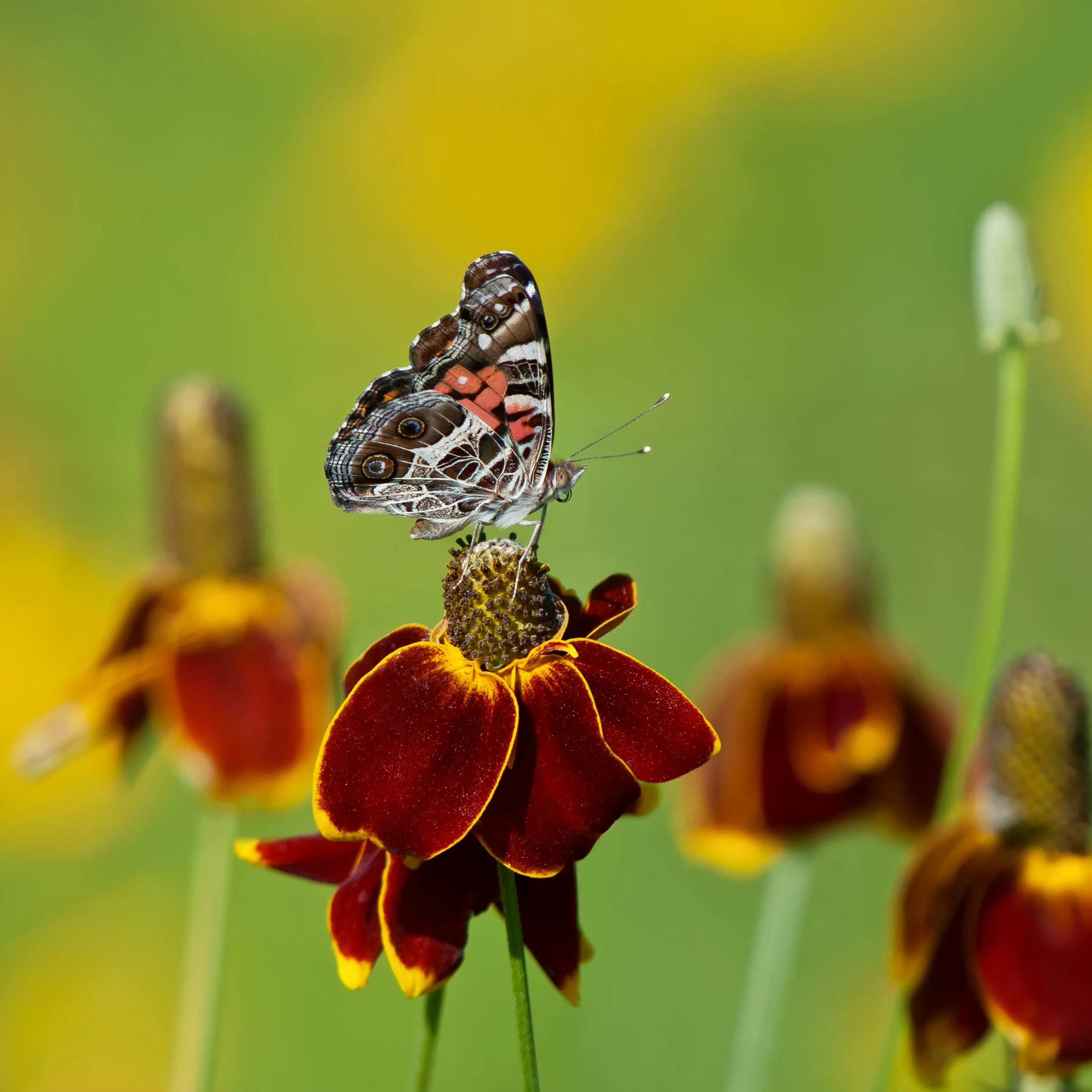 Ratibida pulcherrima 'Red Midget'