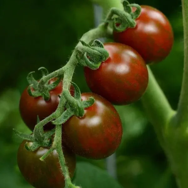 Tomate cerise 'Chocolate Sprinkles' F1