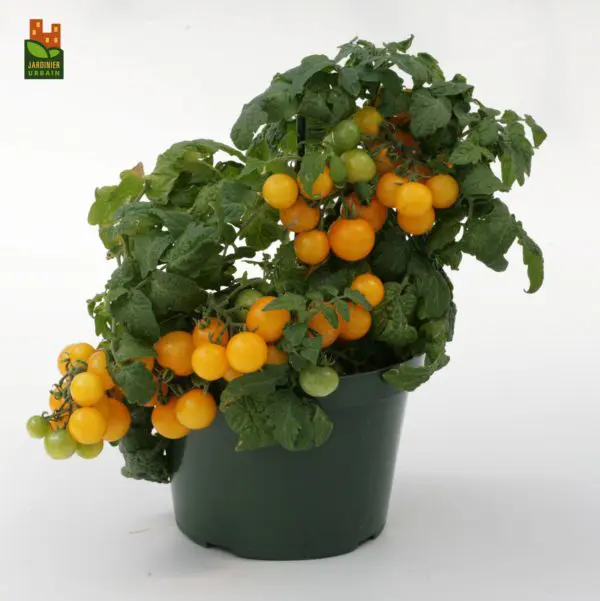 Tomate cerise Sweet'N'Neat F1 Jaune