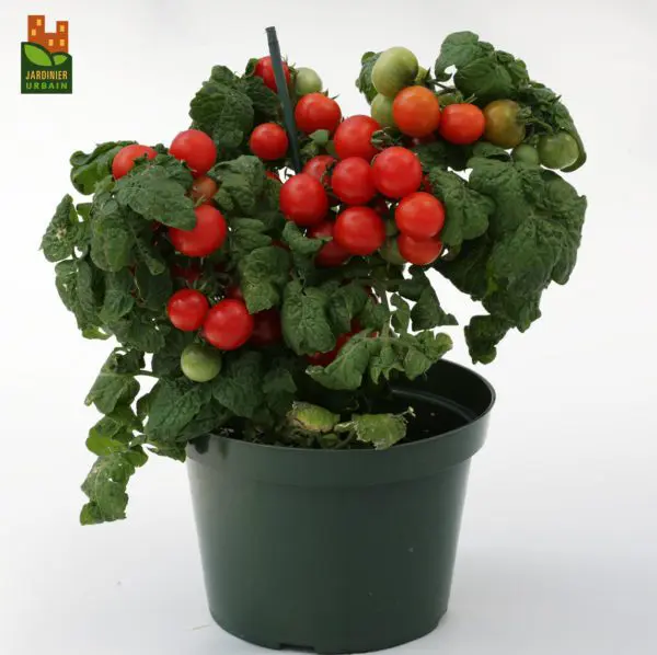 Tomate cerise Sweet'N'Neat F1 Ăcarlate