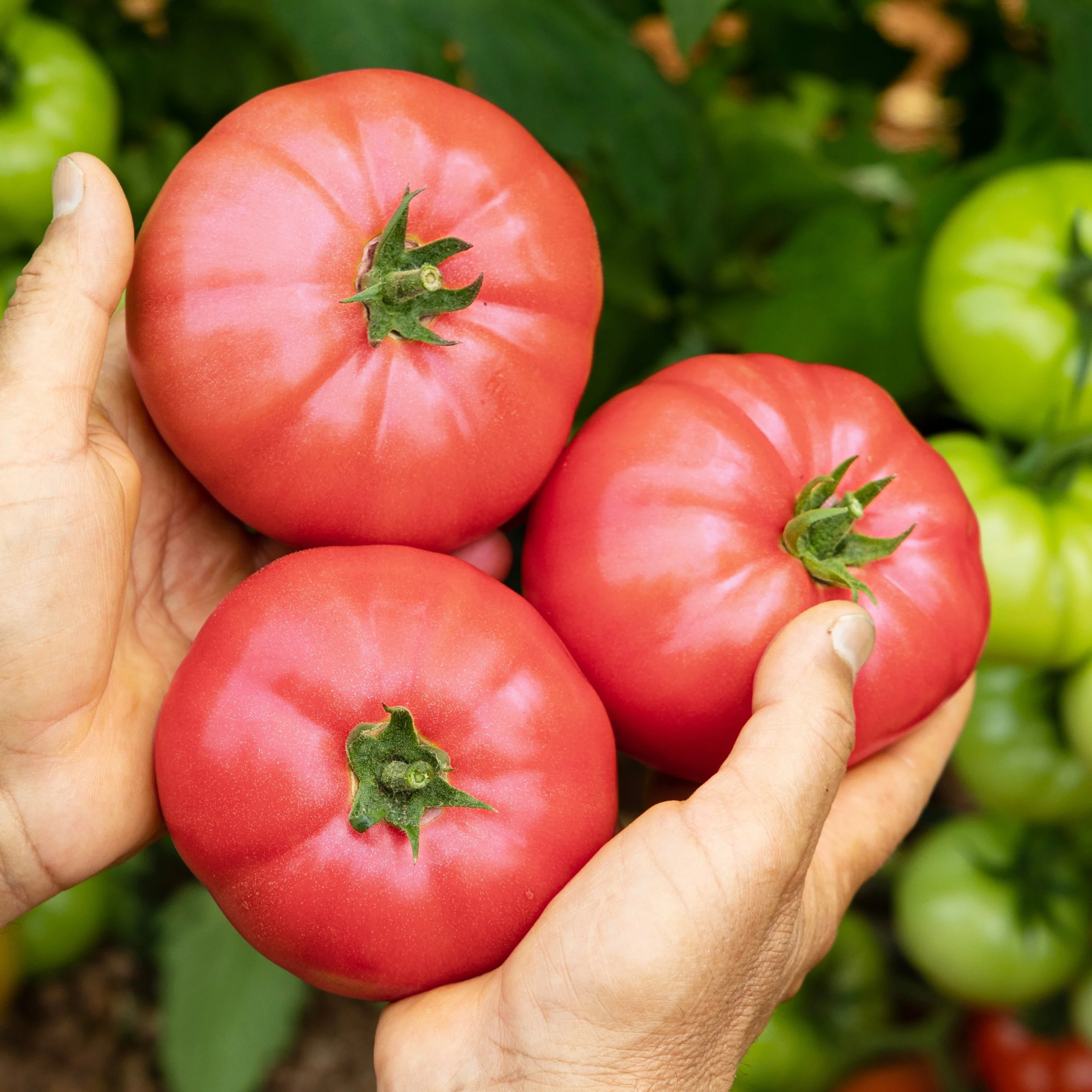 Tomate Cœur De Bœuf Rose